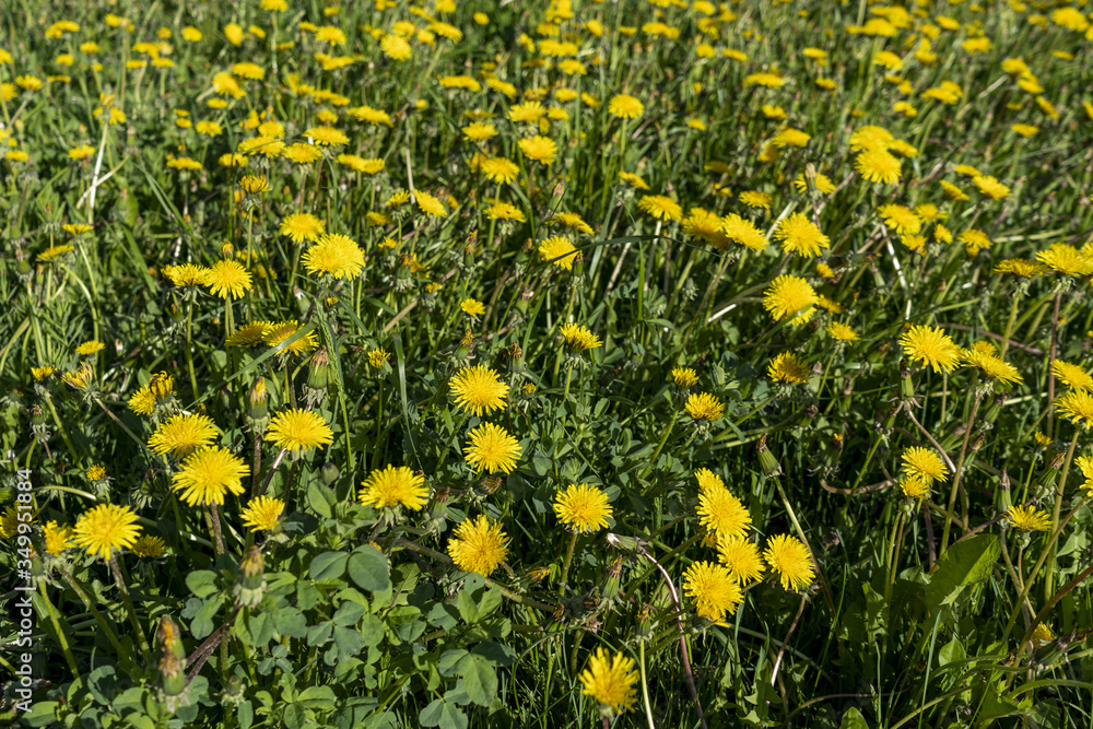 Meadow covered with yellow dandelions
