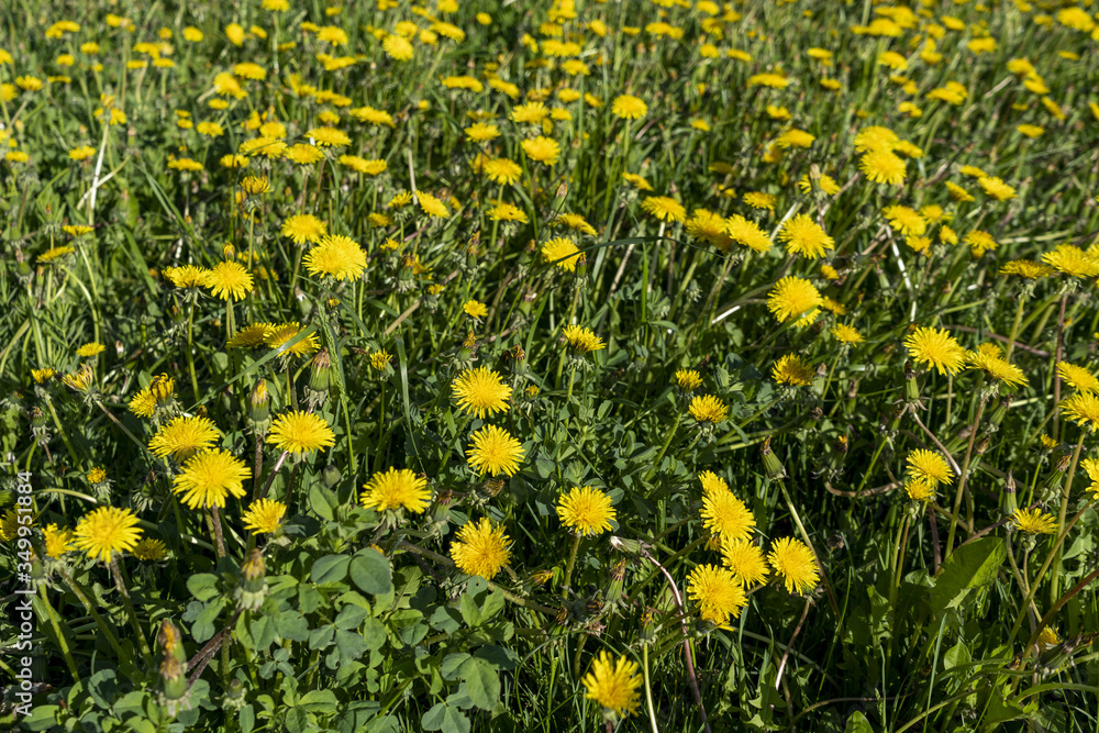 Meadow covered with yellow dandelions Meadow covered with yellow dandelions
