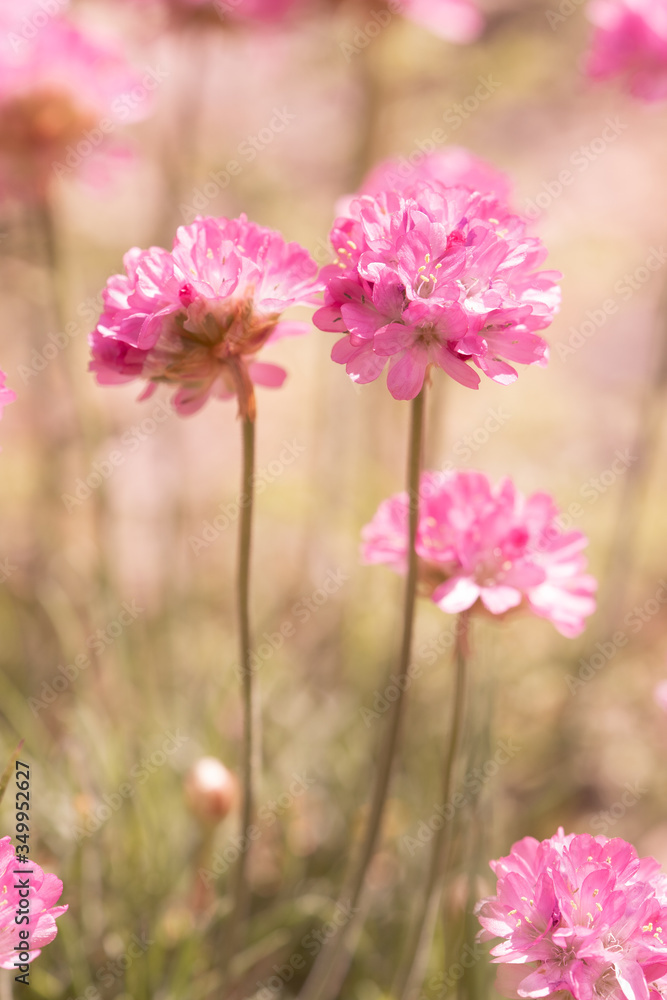 Abstract spring background with pink flowers, selective focus. Abstract spring background with pink flowers, selective focus.