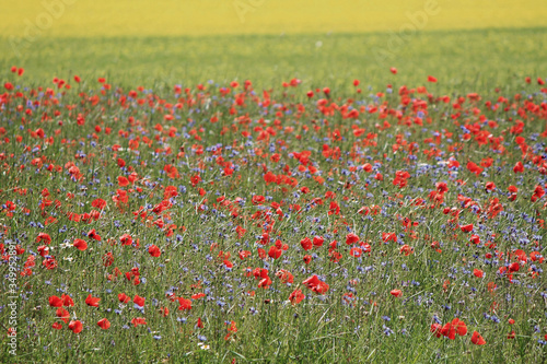 red poppies during the summer flowering of Castelluccio di Norcia in the italian countryside