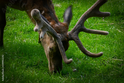 Wild deer in the forest. Beautiful deer with horns in the zoo. © mar1sha