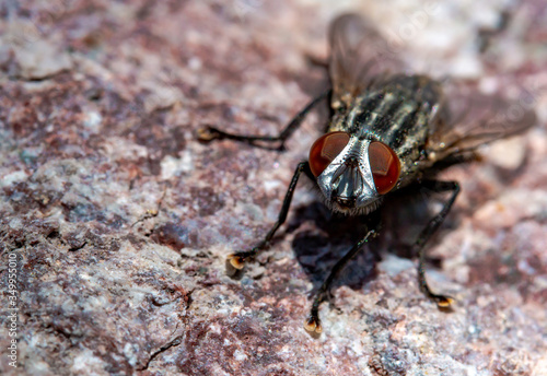 Close up of a flesh fly Sarcophaga resting on a rock