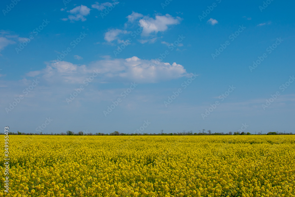 
Spring yellow field
