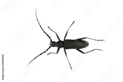 black long-horned beetle