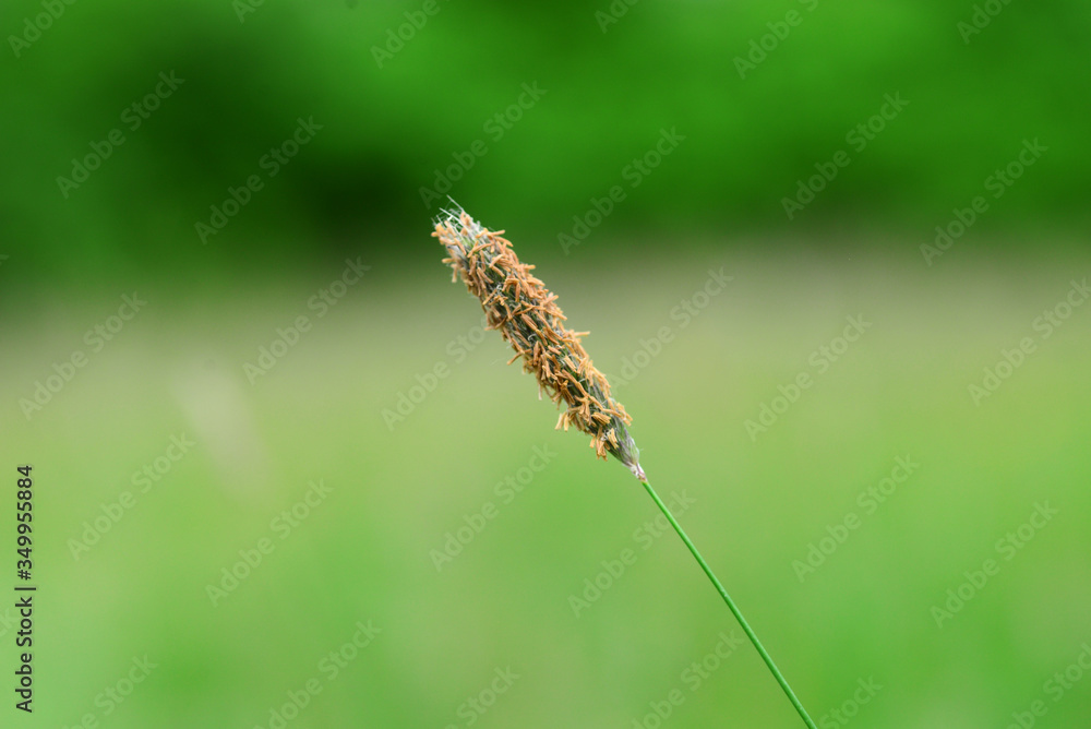 Tall Grass Seed