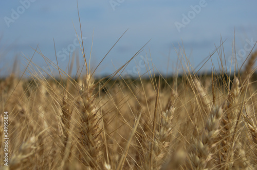 Wheat field in summer with a closeup perspective 