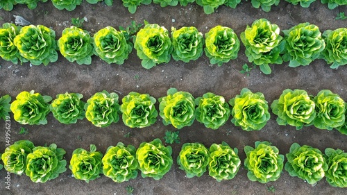 Aerial view of lettuce garden in field.  Vegetable garden