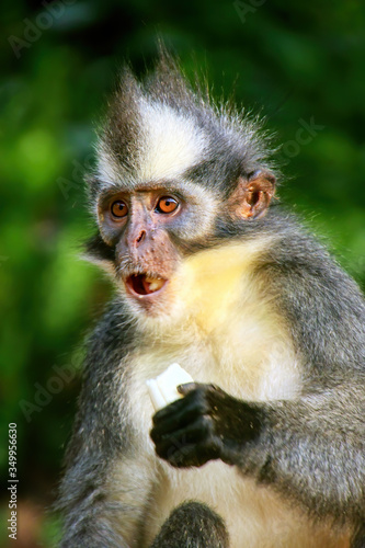 Thomas leaf monkey eating banana, Gunung Leuser National Park, Bukit Lawang, Sumatra, Indonesia