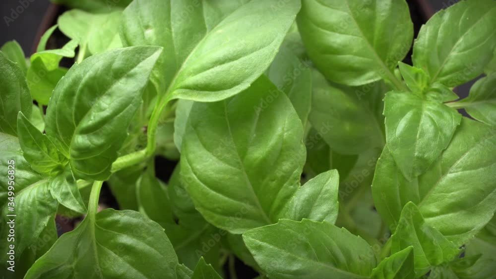 Slow rotation of a fresh basil organic plant. Close-up shot. Slow rotation of a fresh basil organic plant. Close-up shot.
