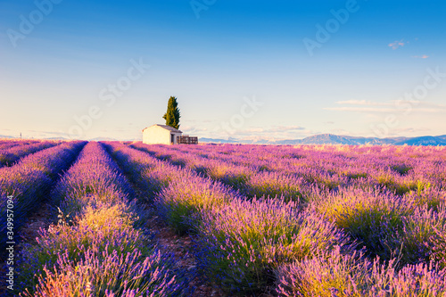 House in lavender field at sunset near Valensole, Provence, France. Selective focus. Beautiful summer landscape.