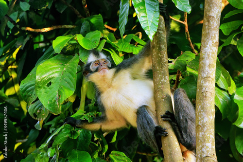 Photography Thomas leaf monkey (Presbytis thomasi) sitting in a tree in Gunung Leuser Nation