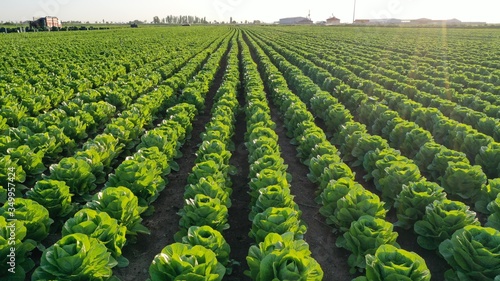 Lettuce garden in field.  Vegetable garden. Growing lettuce.