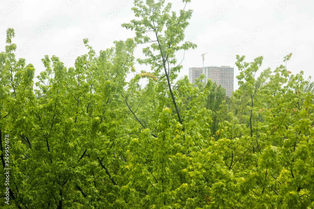 Fototapeta premium Young green maple leaves in the spring covered in rain drops.The wind blows. House under construction in the background