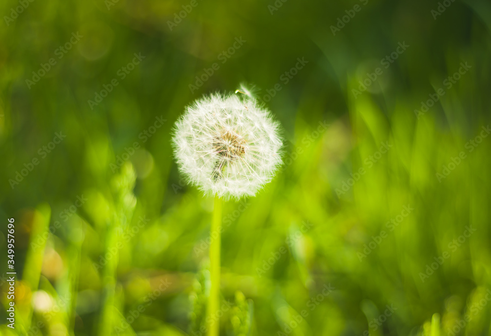 Dandelion on green background. Soft blur. Bright spring grass on a background. Beautiful white dandelions as the center of composition