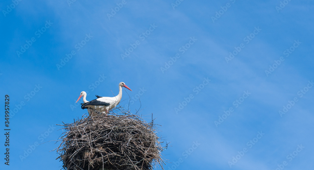 Fototapeta premium Two storks sit in a nest against a background of blue sky and clouds.