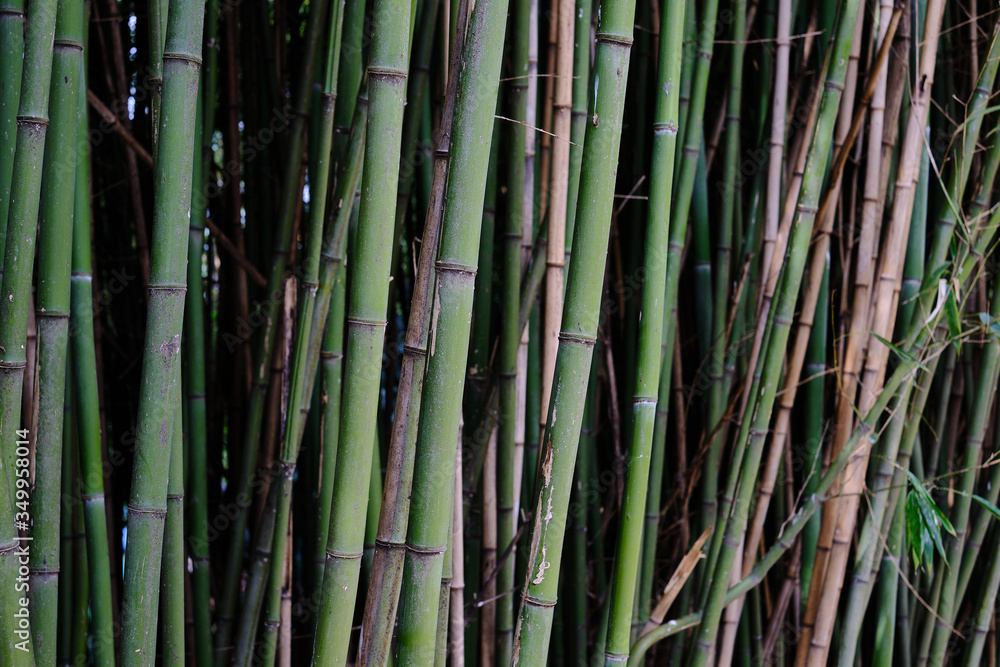 Fine details in a small bamboo forest patch Fine details in a small bamboo forest patch