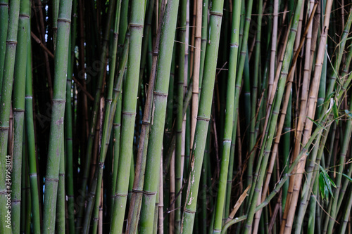 Fine details in a small bamboo forest patch