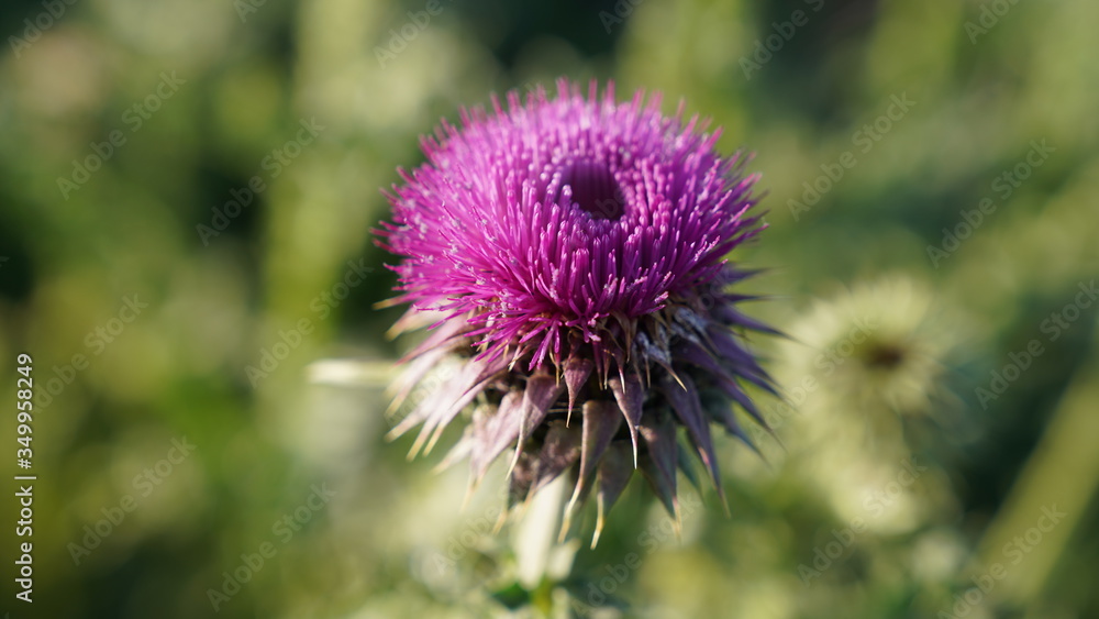 An purple flower in nature. Close up shot. An purple flower in nature. Close up shot.