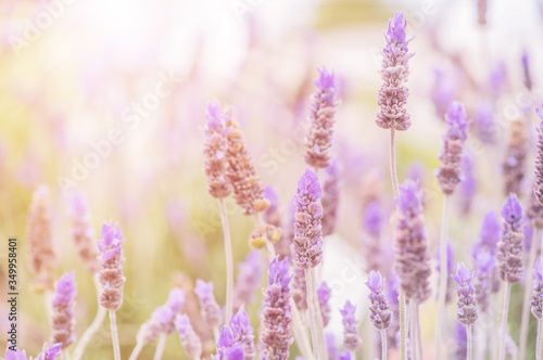 Summertime. Blooming lavender in a field