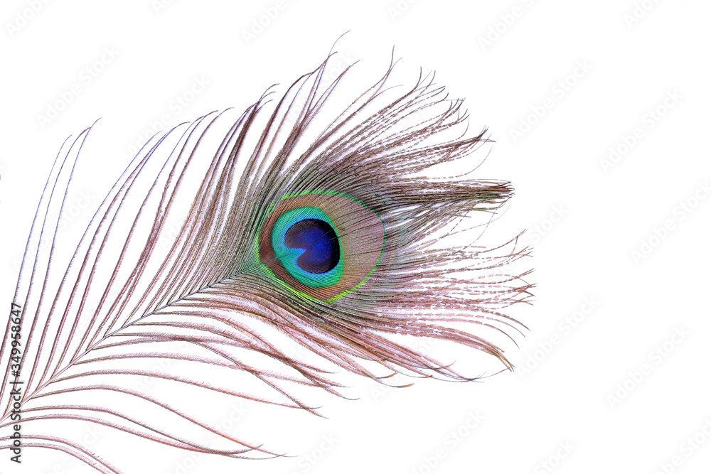 Obraz premium peacock feather on white background