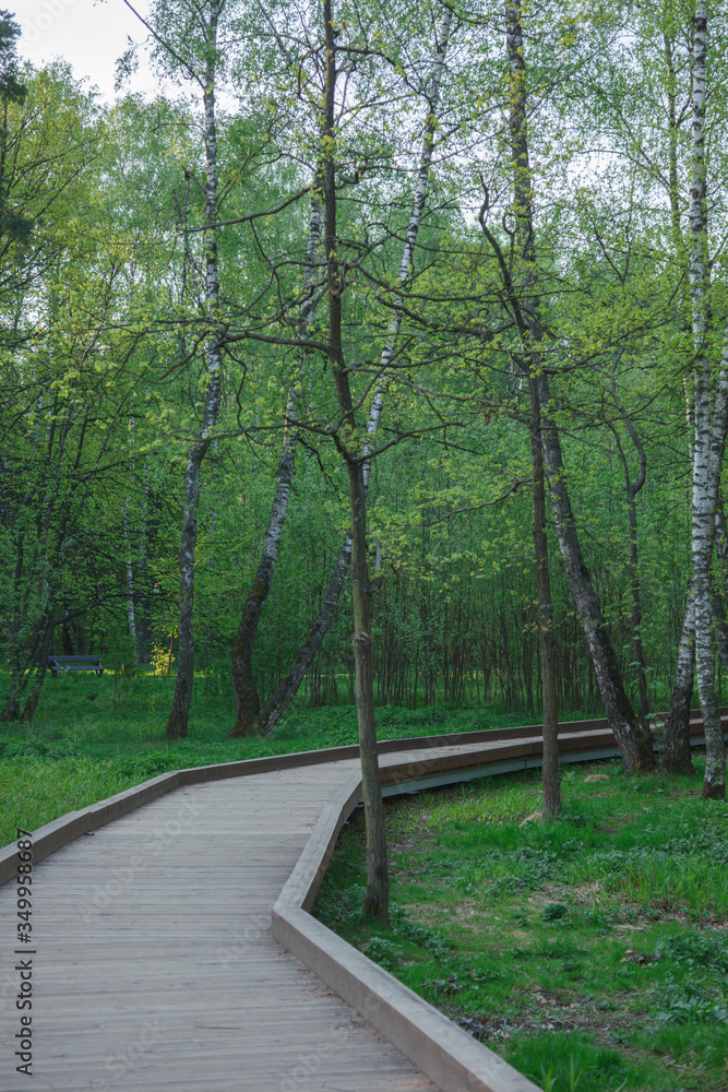 Obraz premium wooden road in green serene tree without people