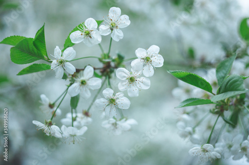 many little white tree flowers © Sergey Chumakov
