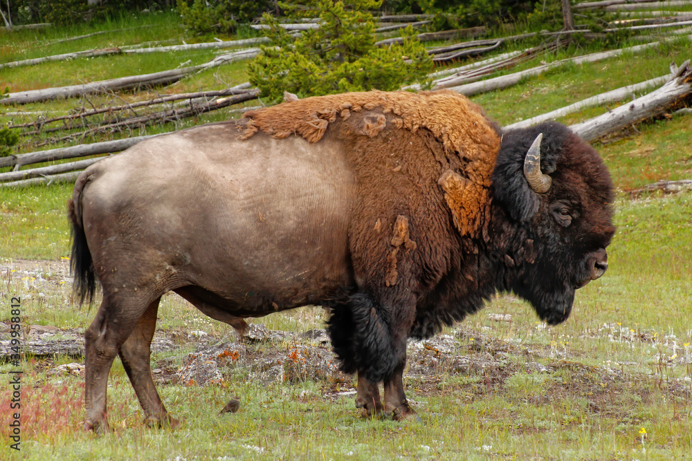 Male bison standing in Yellowstone National Park, Wyoming