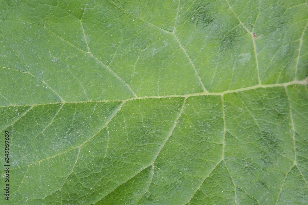 Fototapeta premium green leaf texture