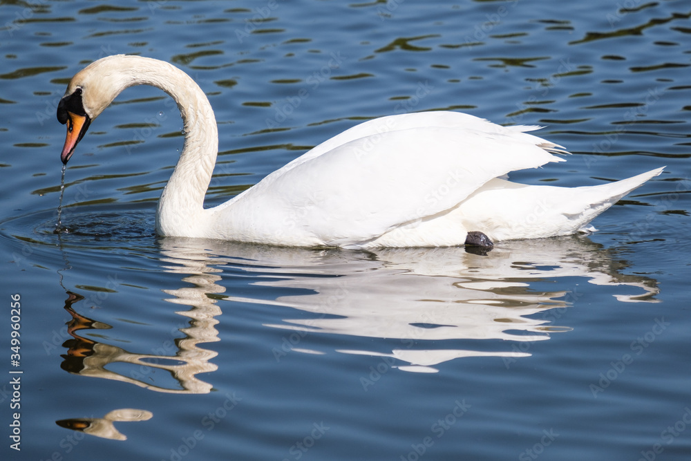Naklejka premium Mute Swan (Cygnus olor), Victoria Park, Belfast, Northern Ireland, UK