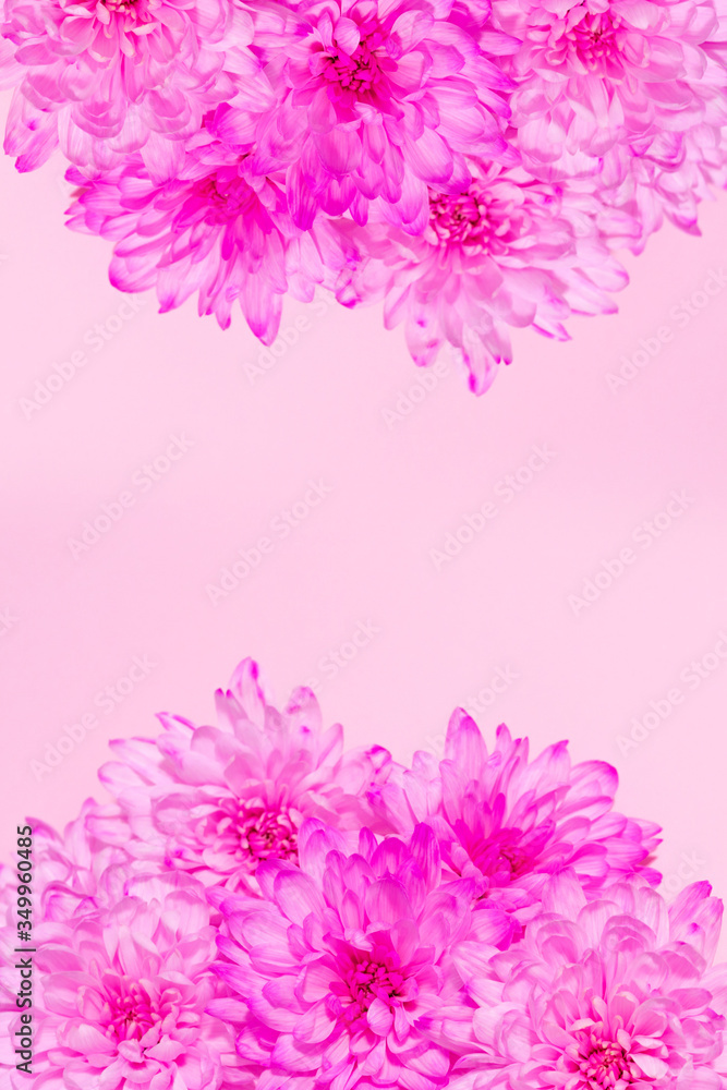 Purple flowers on pastel pink background. Design template for web with space for text. Purple flowers on pastel pink background. Design template for web with space for text.