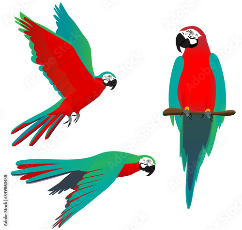 vector illustration of red ara parrot in three positions: sitting on a branch and flying with wings stretched in the sky and pointing downwards