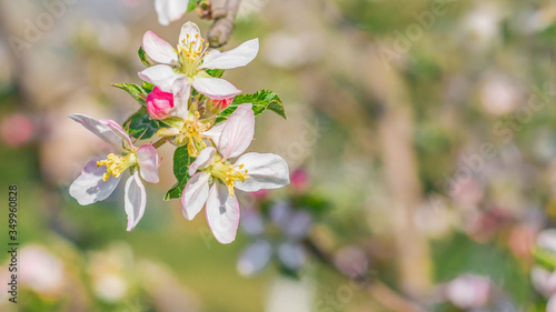 Spring beautiful background with flowers of an apple tree close-up. Blossoming branch of apple tree, place for text, Copy space, background for the banner.