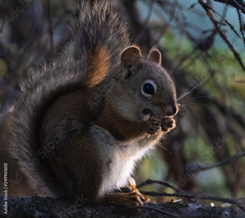 Eichhörnchen in Canada © Sandwurm79
