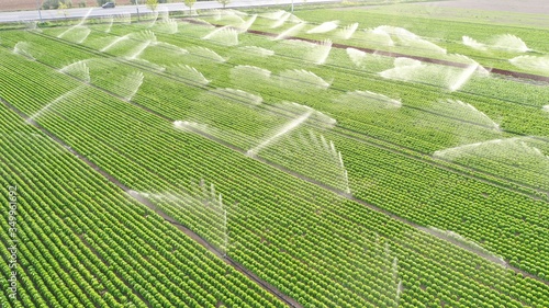 Irrigation sytem works in lettuce field.  Aerial view. Growing lettuce. photo