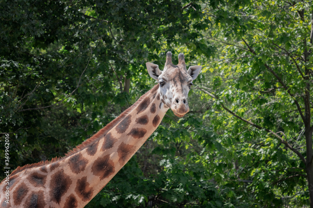 Portrait of a giraffe in the background of deciduous trees.The giraffe is the second most endangered subspecies of giraffe with only a few hundred living individuals(Giraffa camelopardalis rothschildi Portrait of a giraffe in the background of deciduous trees.The giraffe is the second most endangered subspecies of giraffe with only a few hundred living individuals(Giraffa camelopardalis rothschildi