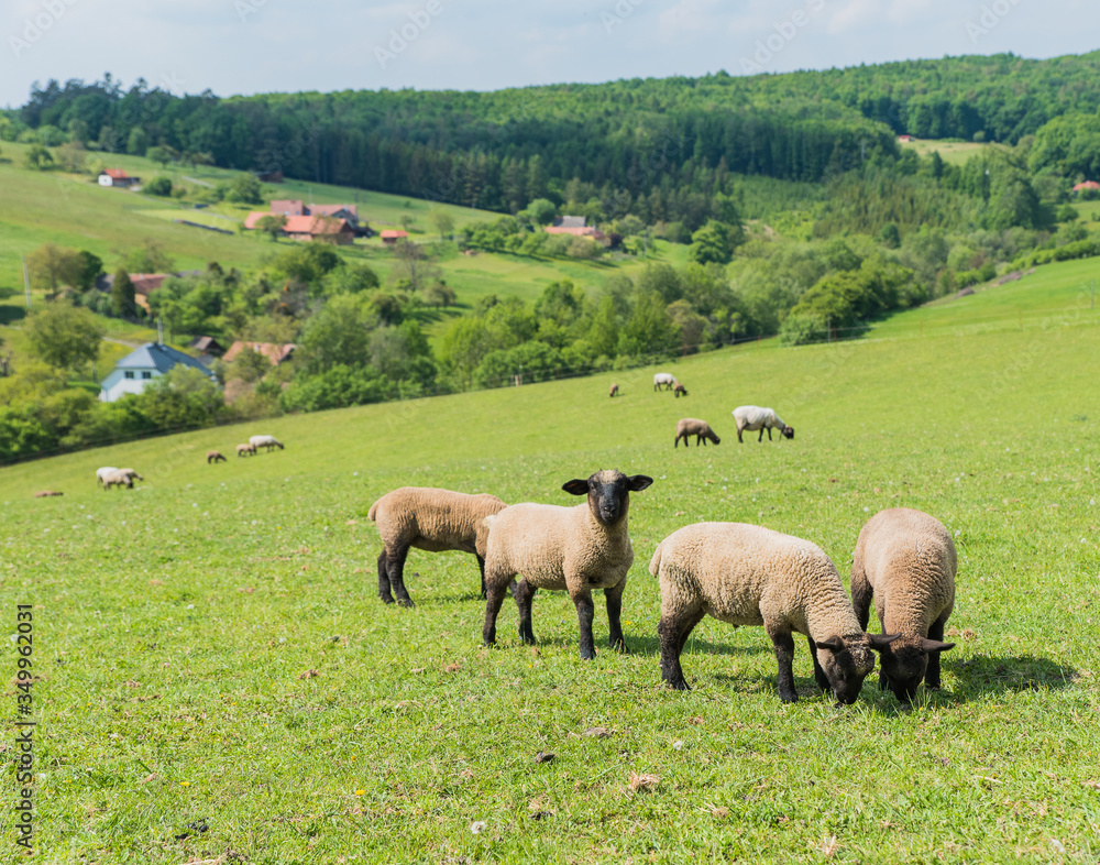 a green meadow with sheep a green meadow with sheep