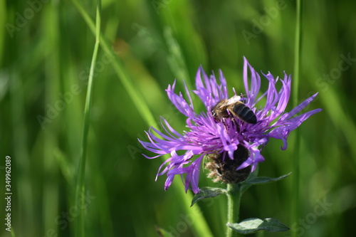 abeja polinizando una flor salvaje photo