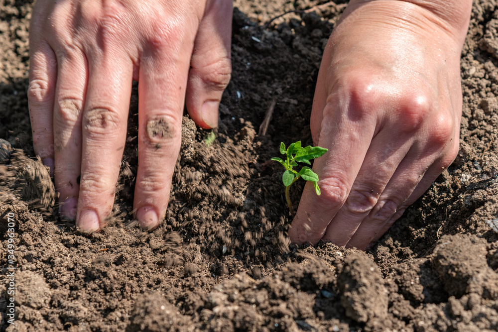 A woman is planting tomato seedlings and using her hands to tamp the ground for better rooting of the sprouts. A woman is planting tomato seedlings and using her hands to tamp the ground for better rooting of the sprouts.