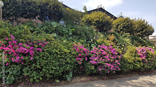 봄의 전령사 철쭉꽃