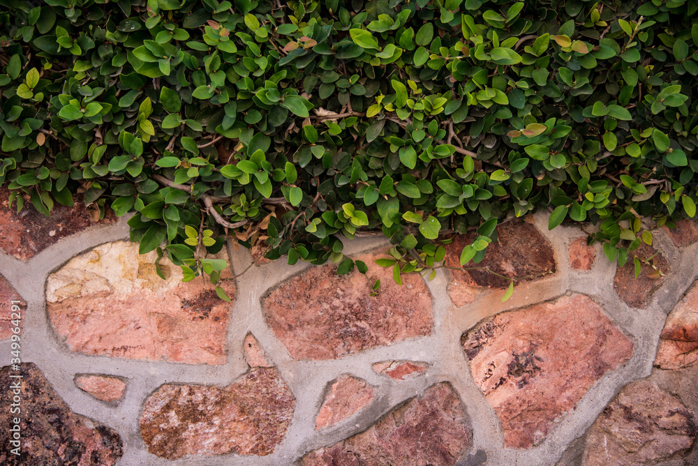 Fototapeta premium Green climbing plants over a red stone wall
