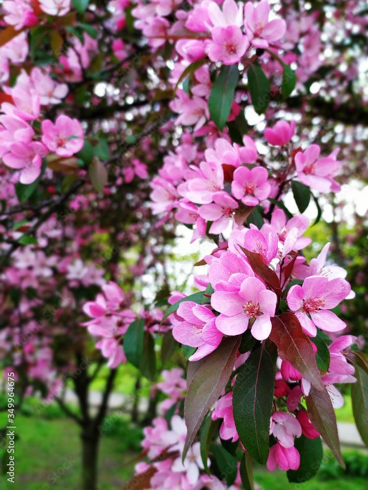 Fototapeta premium pink flowers in the garden