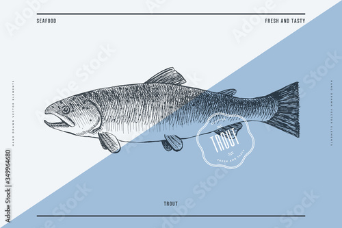 Hand-drawn trout vector illustration. Sea fish in engraving style on a light background. Design element for fish restaurant, market, store, flyer, packaging, label, menu.