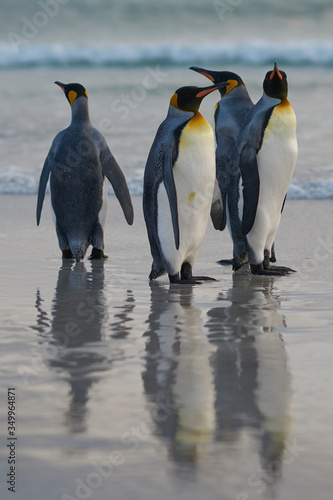 Group of King Penguins  Aptenodytes patagonicus  on the beach at The Neck on Saunders Island in the Falkland Islands.