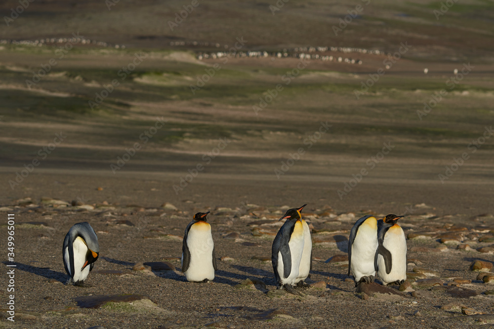 Obraz premium King Penguins (Aptenodytes patagonicus) at The Neck on Saunders Island in the Falkland Islands.