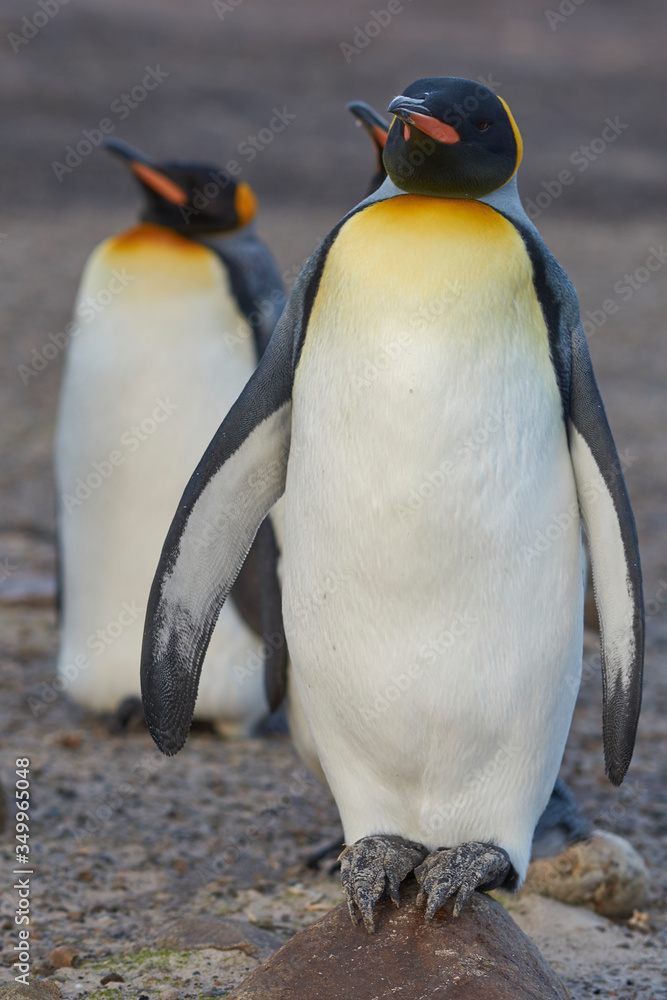 Fototapeta premium King Penguins (Aptenodytes patagonicus) at The Neck on Saunders Island in the Falkland Islands.