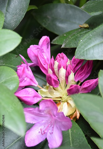 Rododendron  w kwiaty w parku publicznym