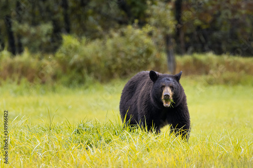Braunbär im Wells Gray Provincial Park