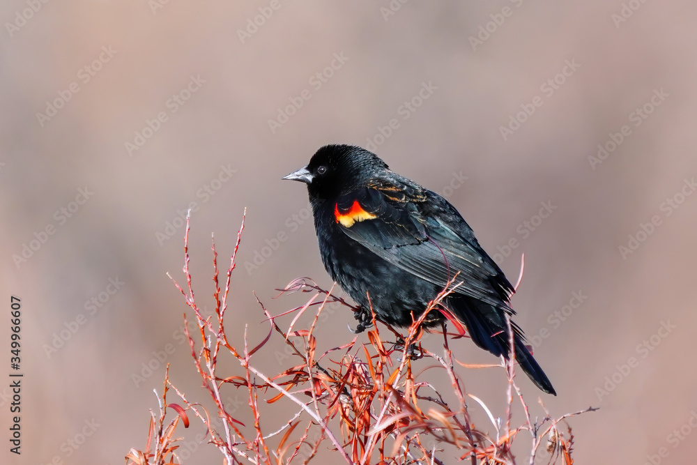 Red-winged blackbird sitting in a tree Red-winged blackbird sitting in a tree