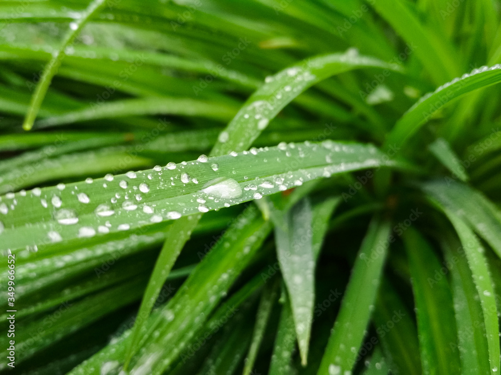 Leaves with drop of dew in morning on leaf. Green leaves hemerocallis. Leaves with drop of dew in morning on leaf. Green leaves hemerocallis.