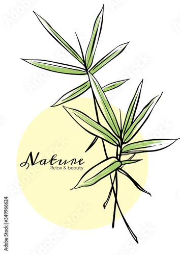Bamboo leaves  vector illustration